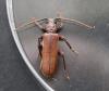 Arhopalus rusticus